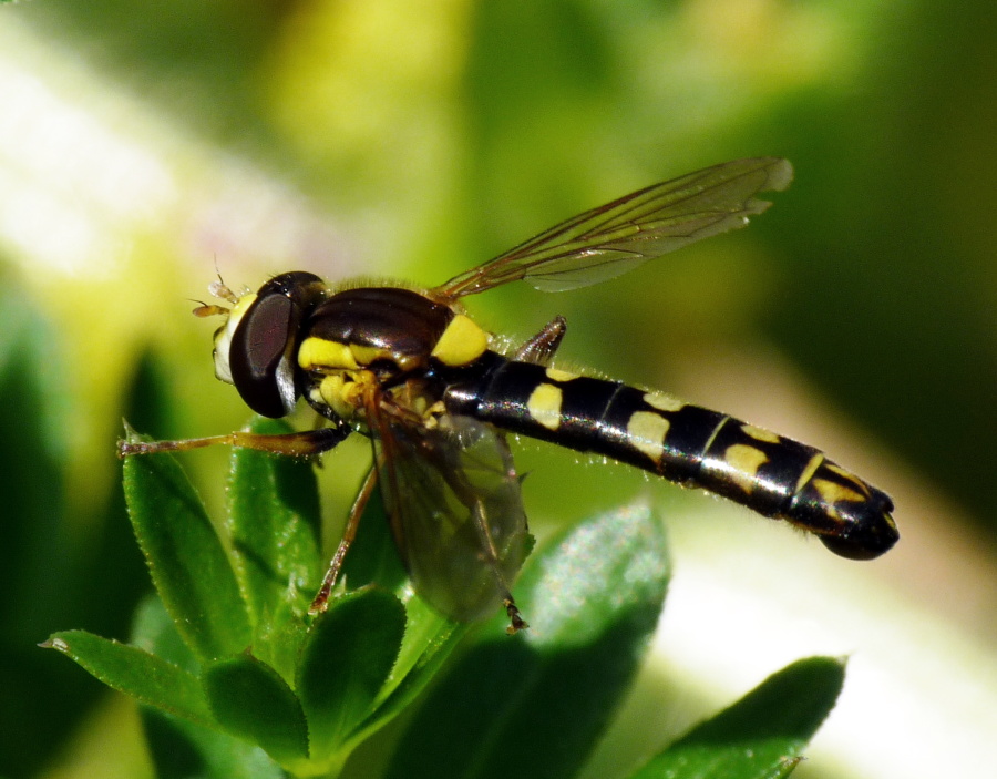 Sphaerophoria sp. (Syrphidae)